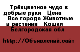 Трёхцветное чудо в добрые руки › Цена ­ 100 - Все города Животные и растения » Кошки   . Белгородская обл.